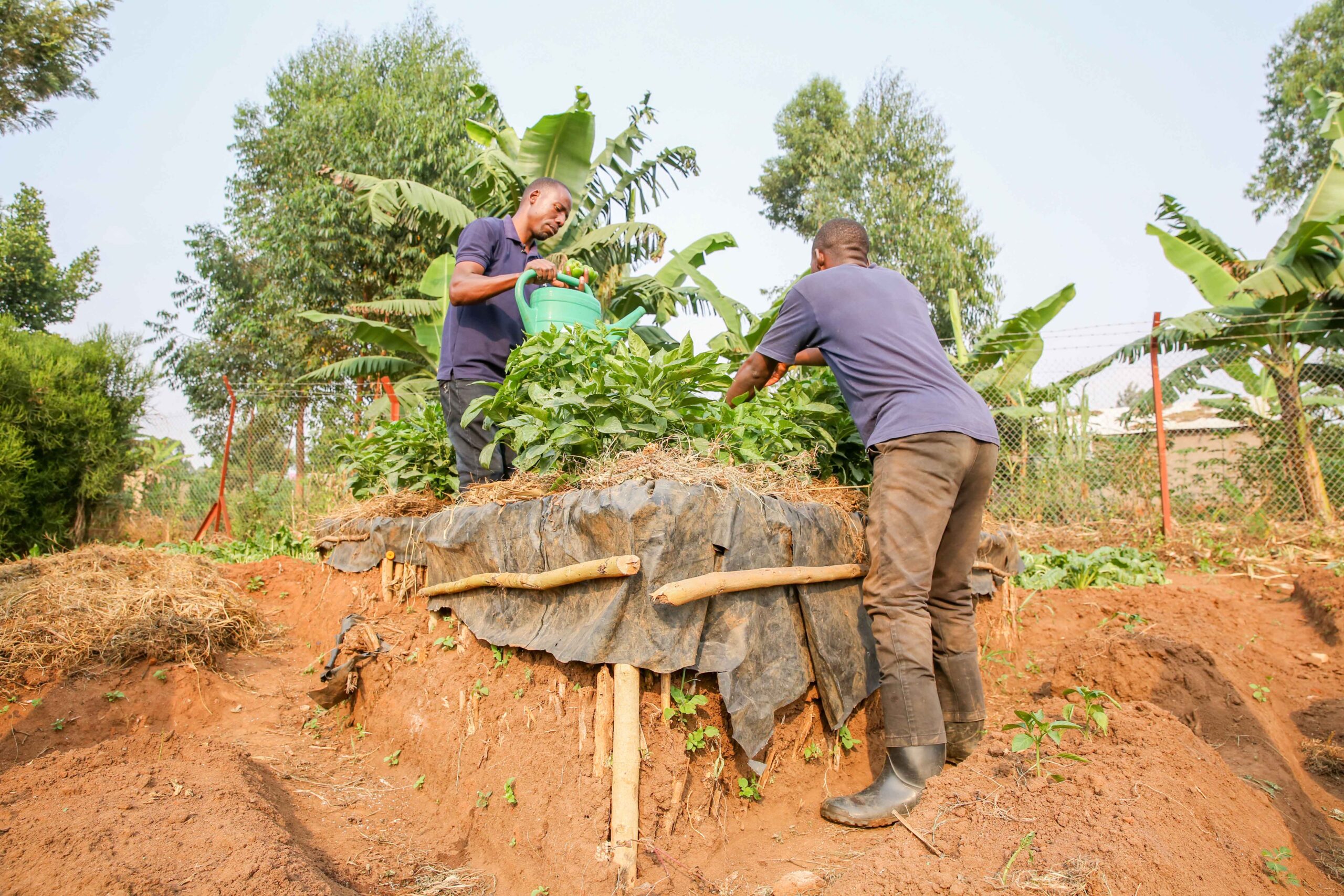 AEO agriculture activity